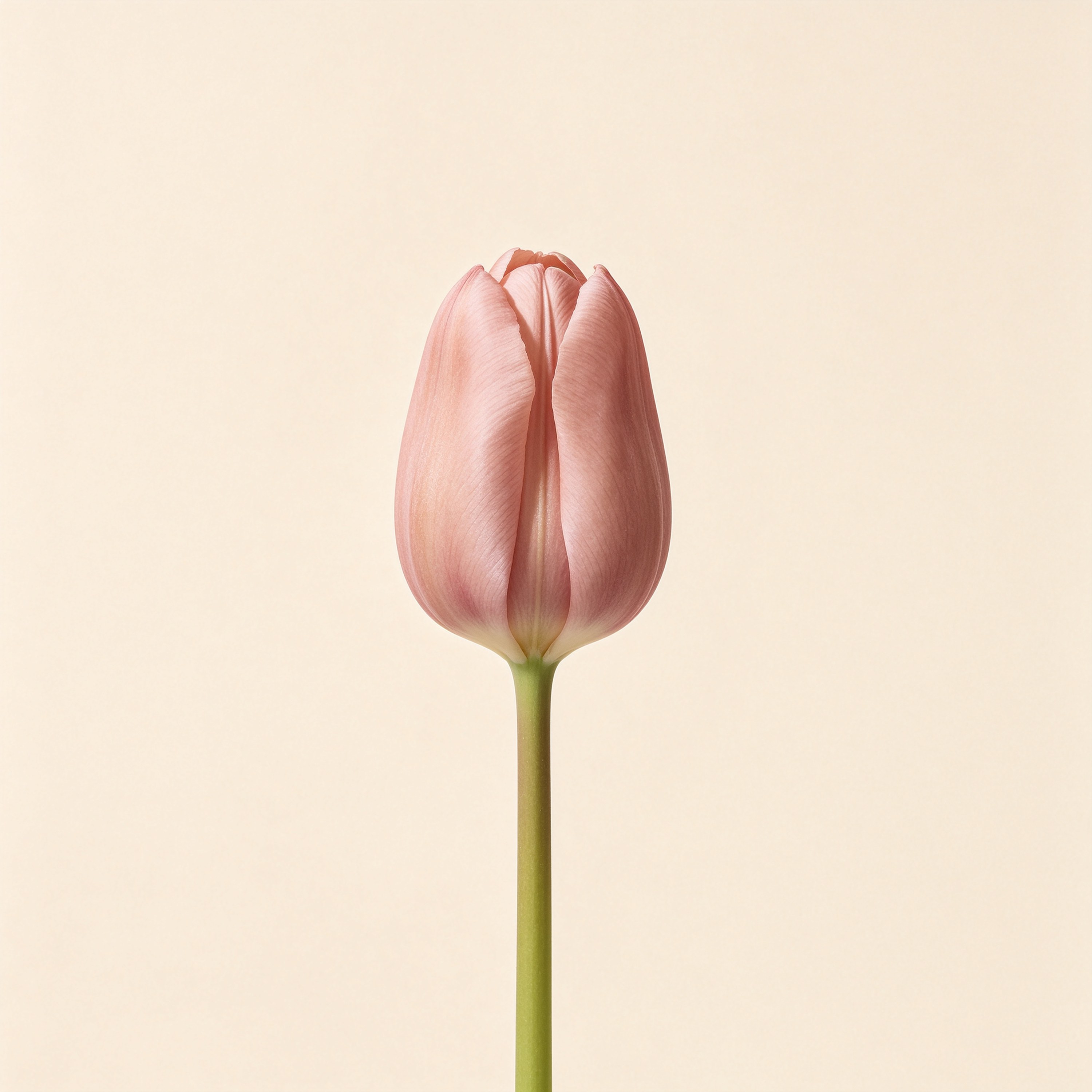 Single Tulip