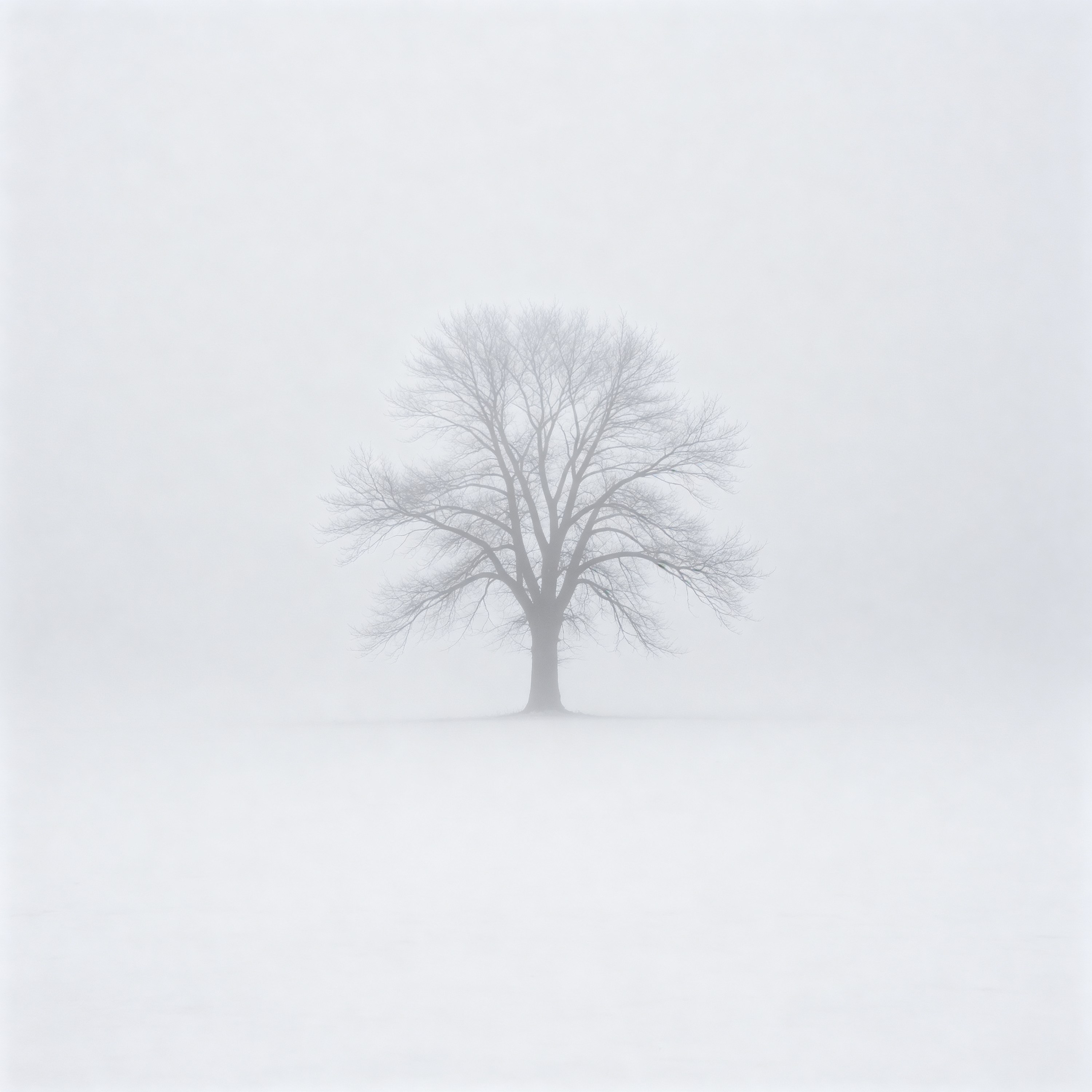 Tree in Fog