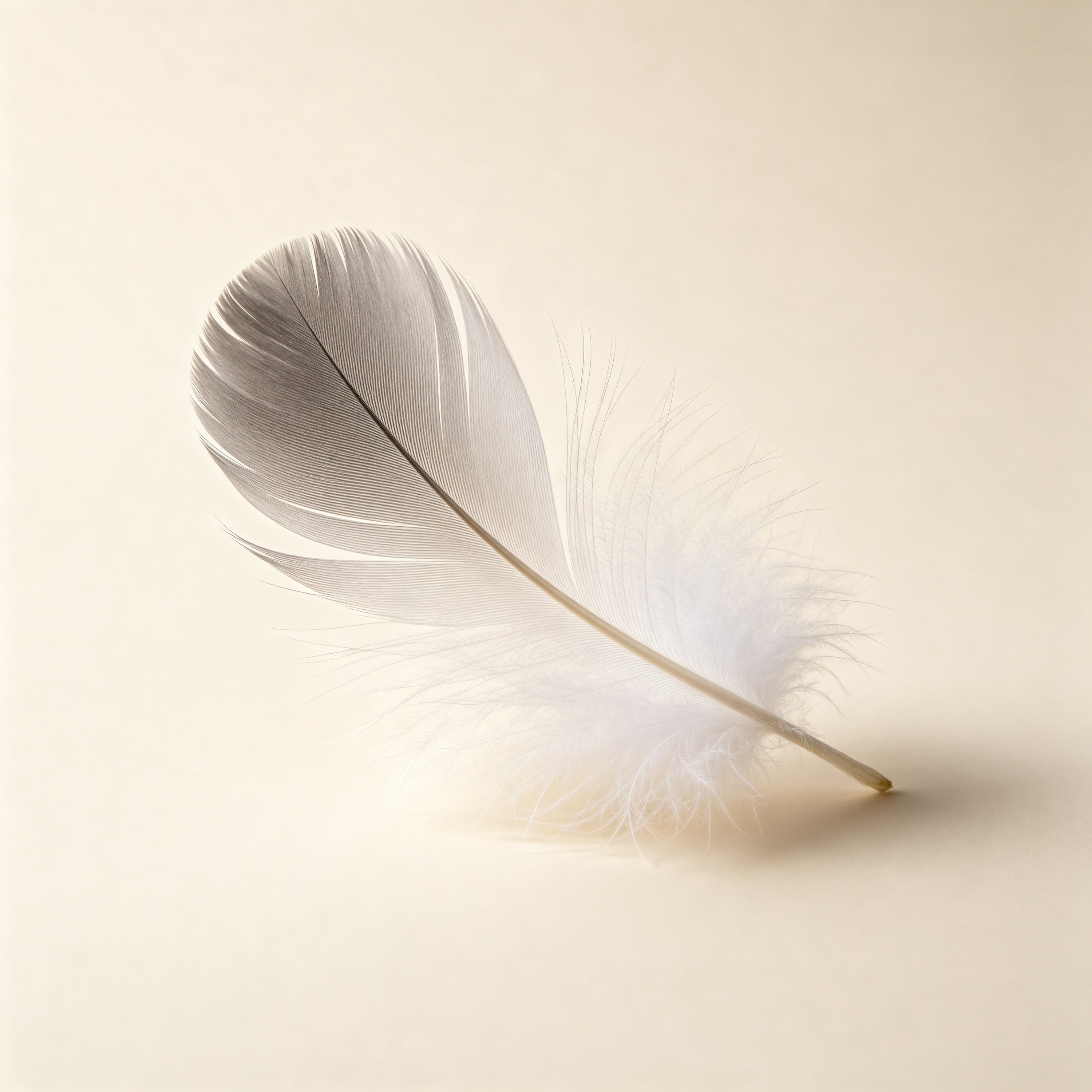 Single Feather