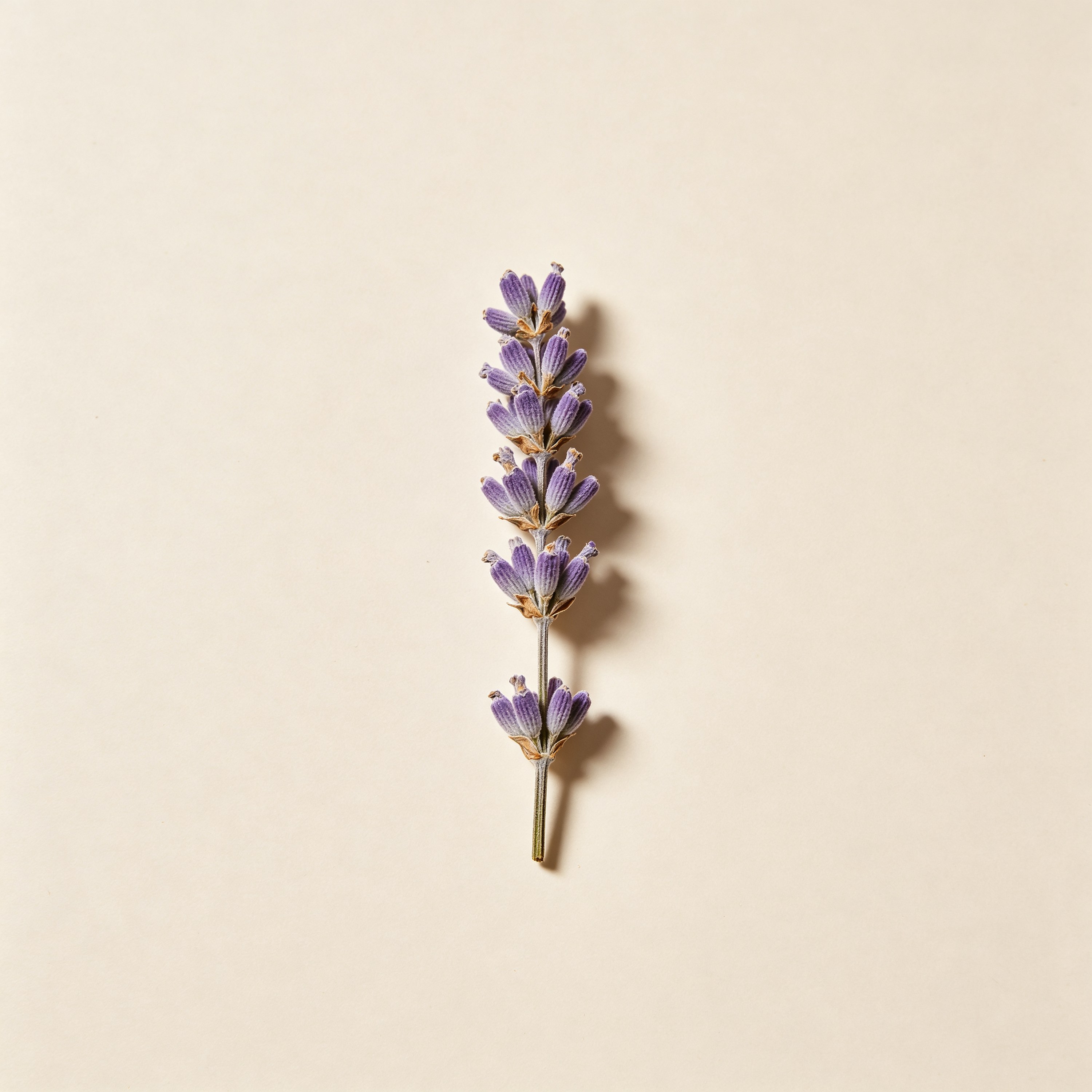 Dried Flowers