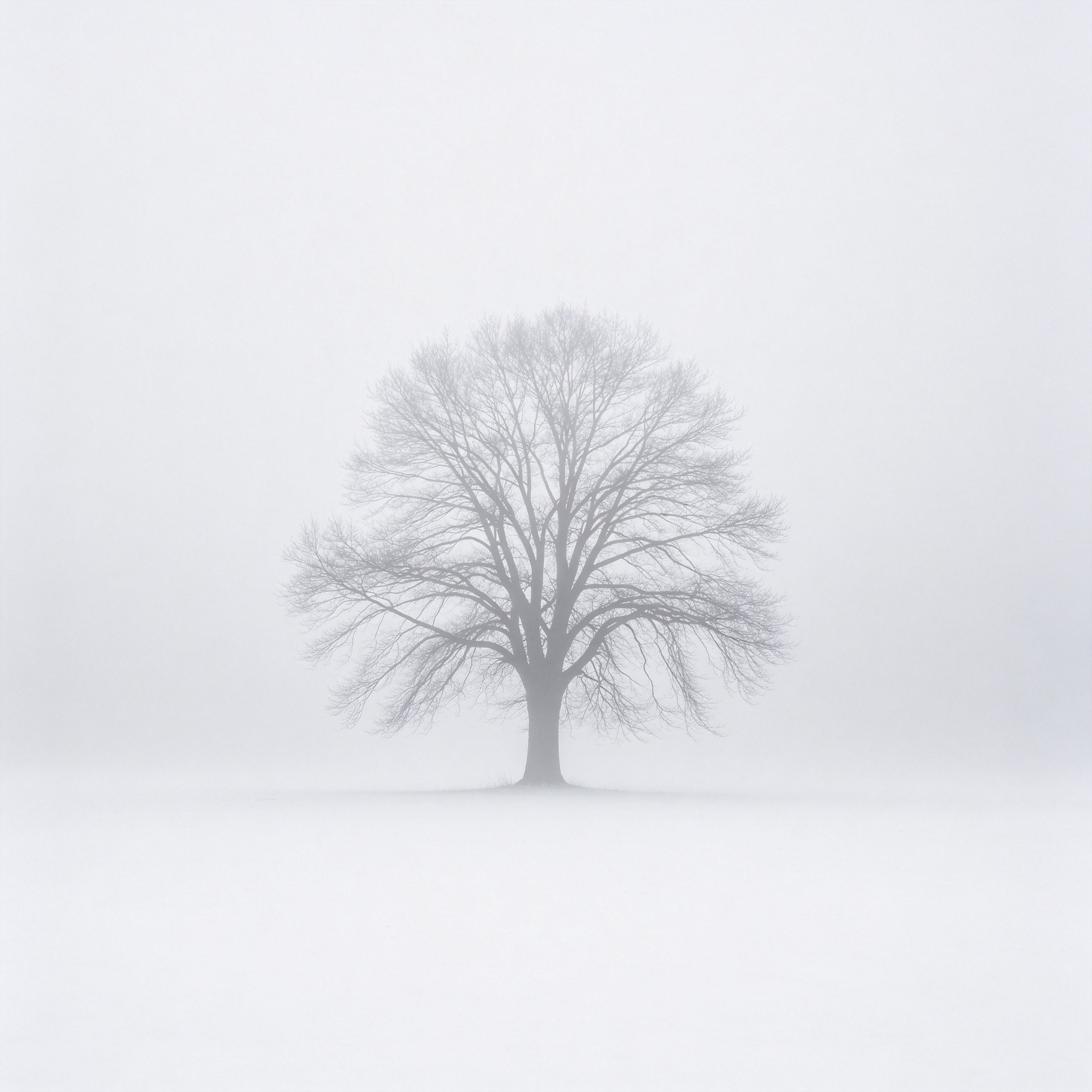 Tree Shadows in Fog