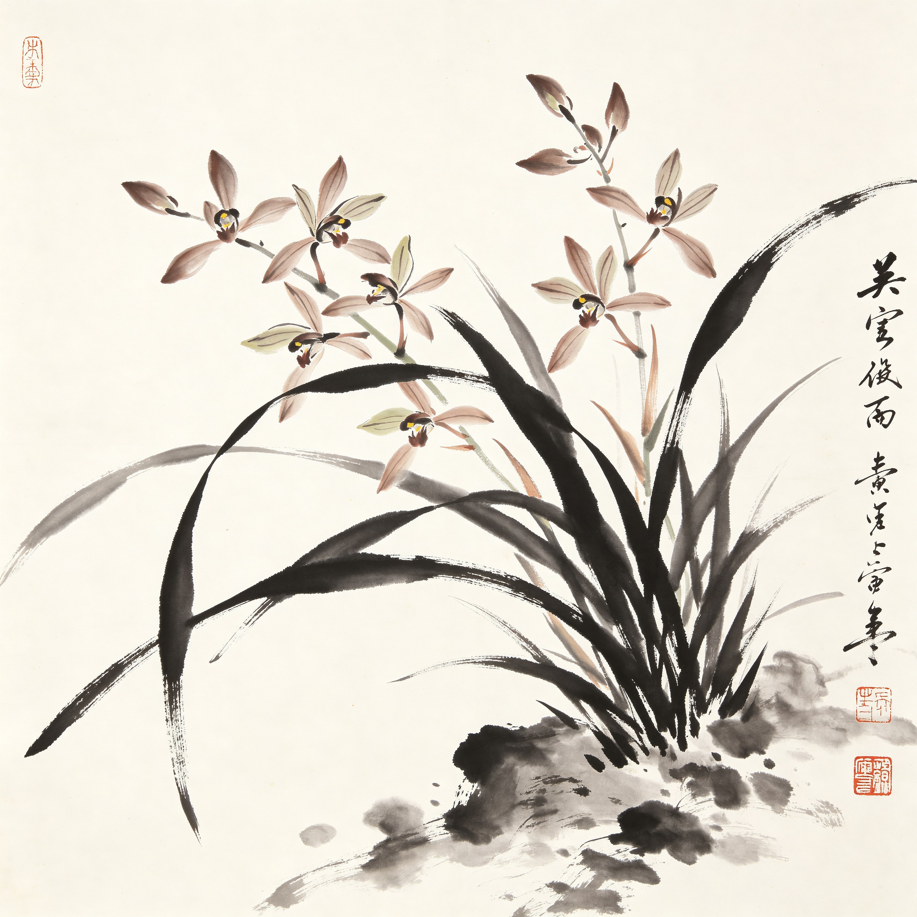 Chinese Orchid