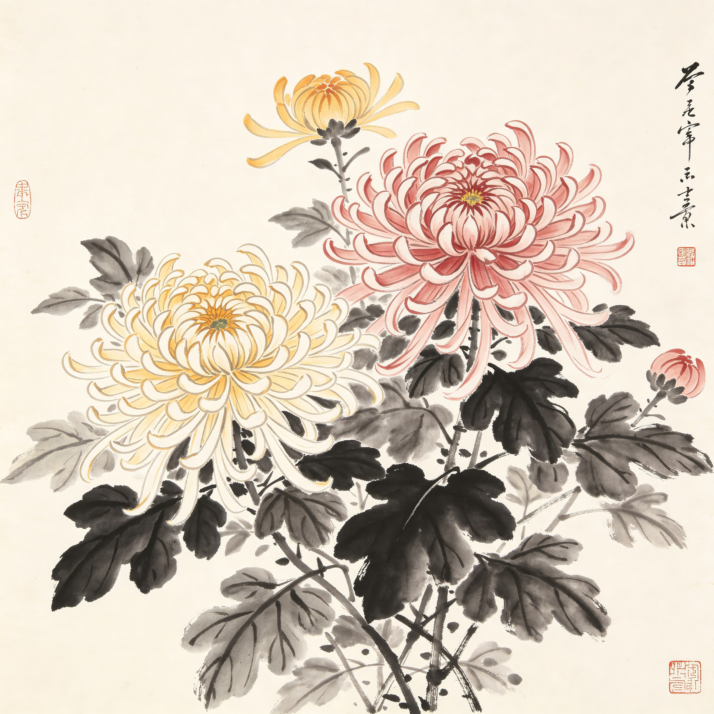Chinese Chrysanthemum