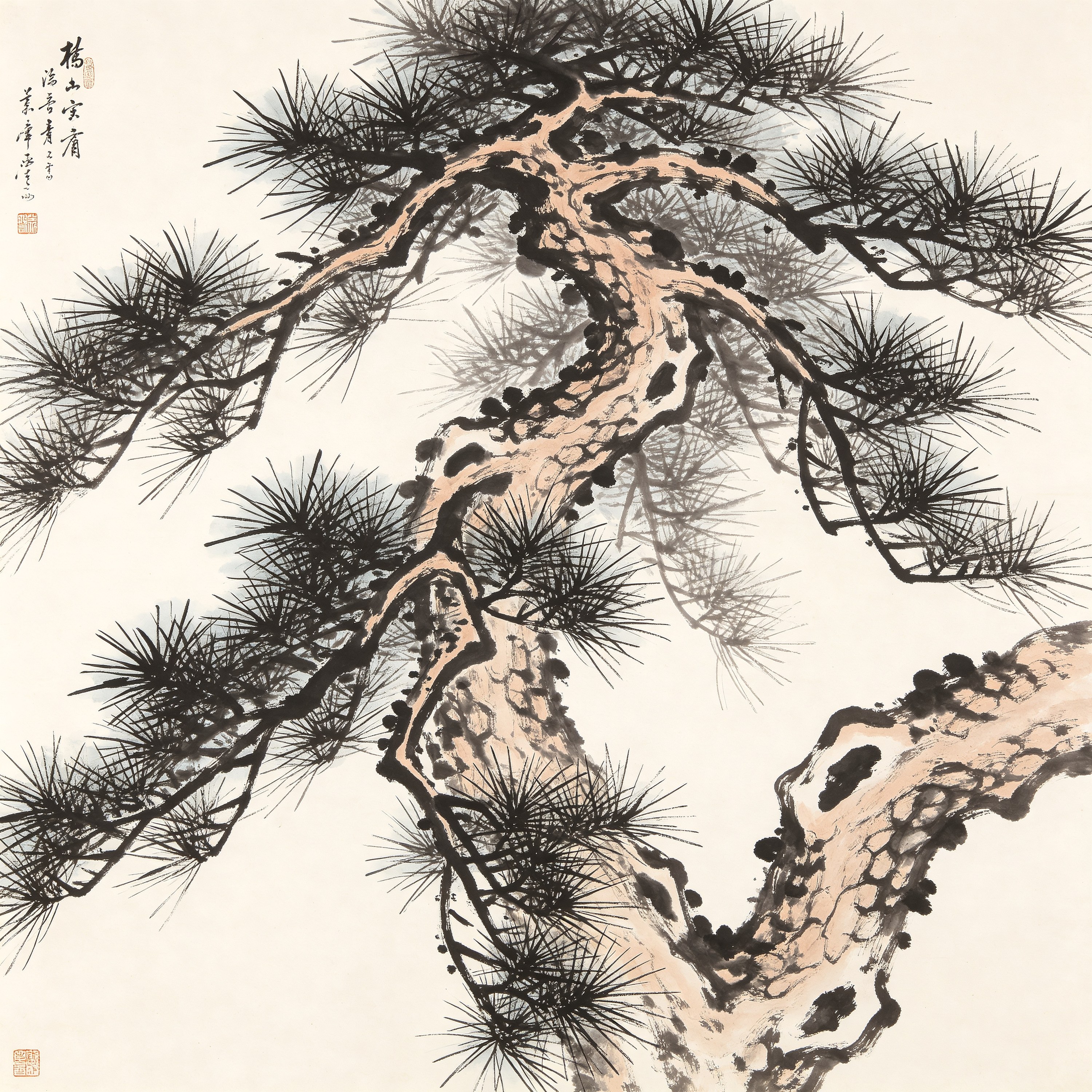 Chinese Pine Tree